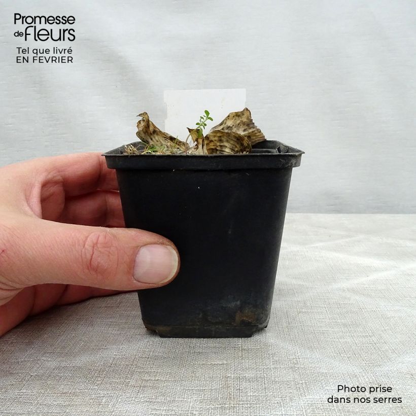 Hosta sieboldiana Herifu 8/9 cm pot sample as delivered in winter