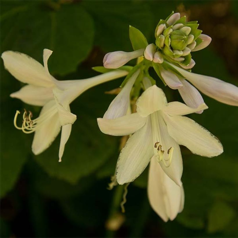 Hosta Honeybells (Flowering)