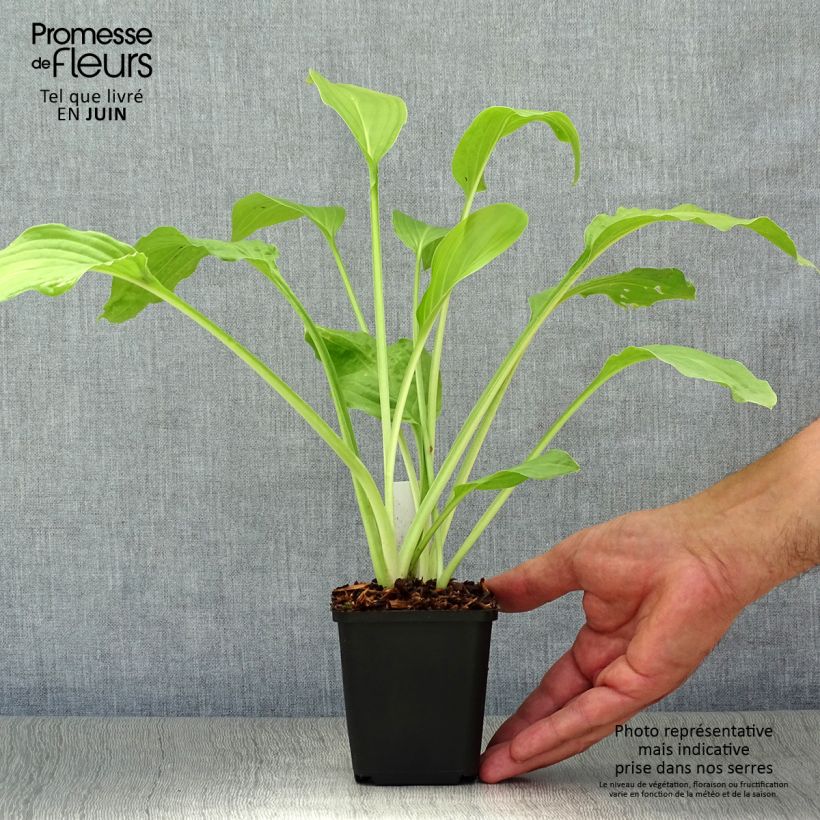 Hosta Honeybells 8/9 cm pot sample as delivered in summer