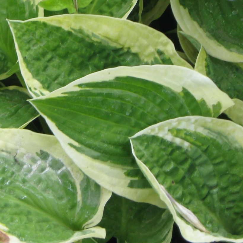 Hosta Honeysong (Foliage)