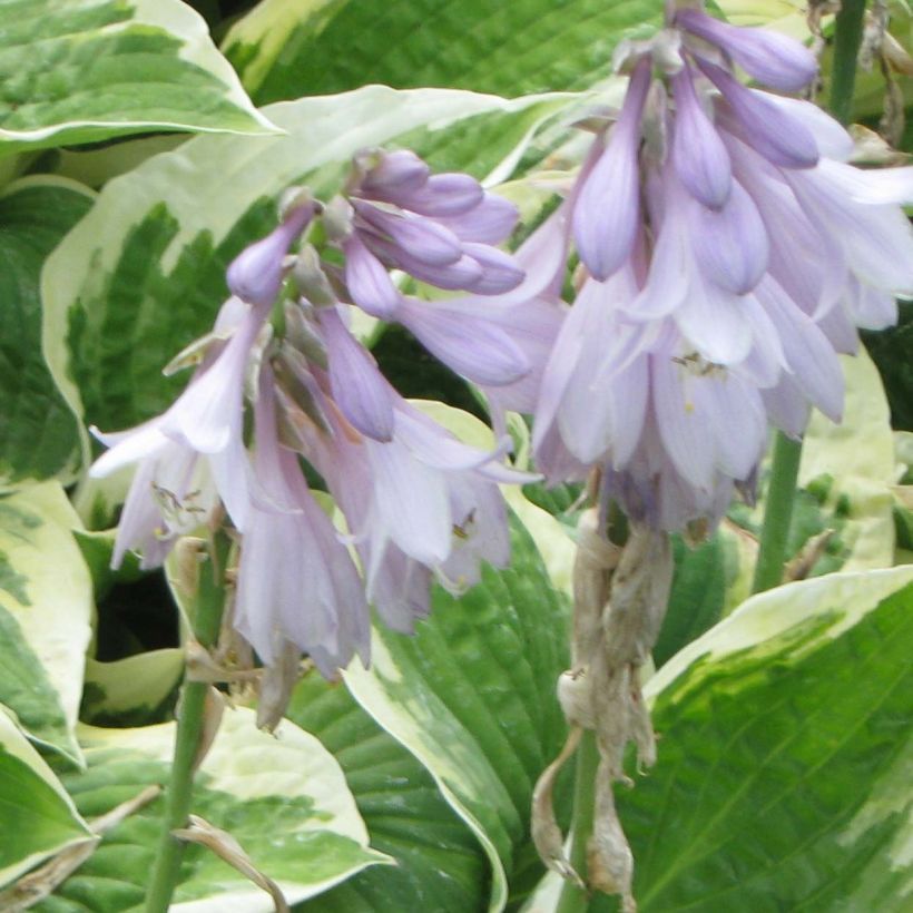 Hosta Honeysong (Flowering)