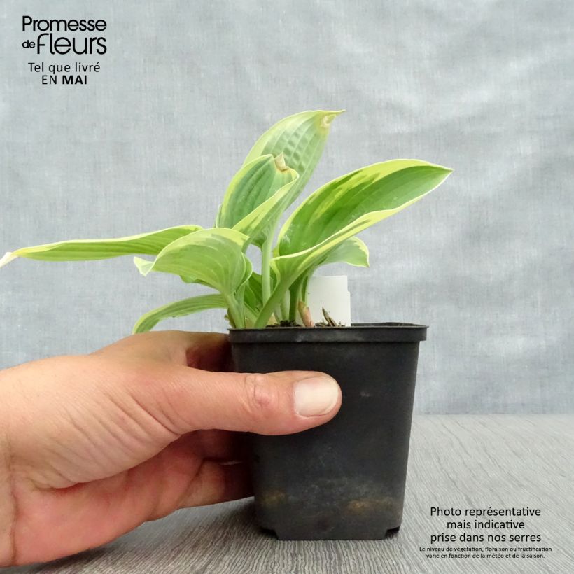 Hosta Honeysong 2L/3L pot sample as delivered in spring