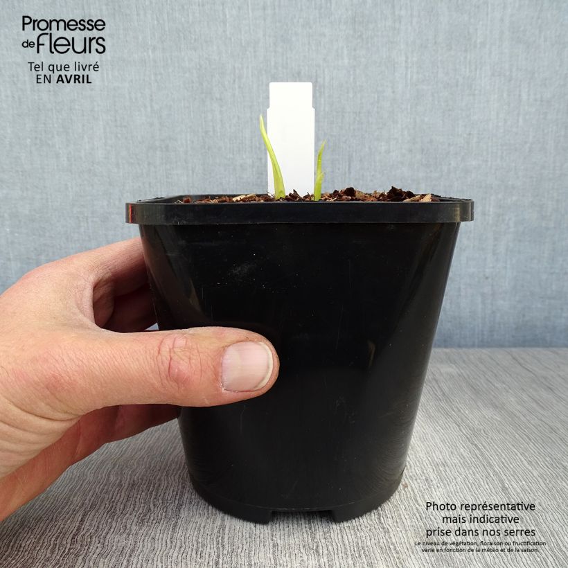 Hosta Hyuga Urajiro 1.5L/2L pot sample as delivered in spring