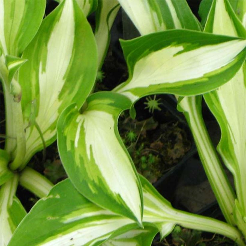 Hosta Joyce Trott (Foliage)