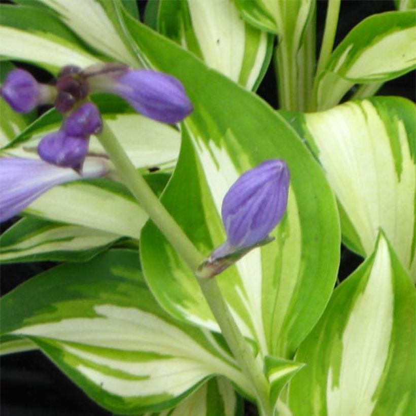 Hosta Joyce Trott (Flowering)