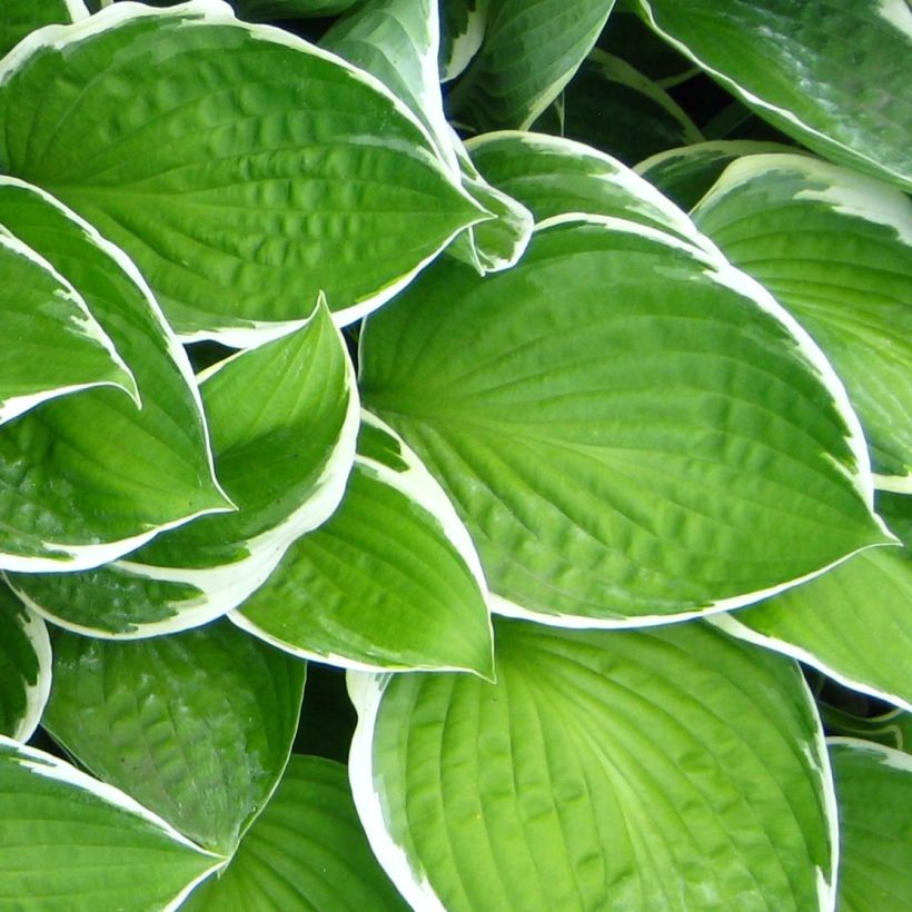 Hosta Julia (Foliage)