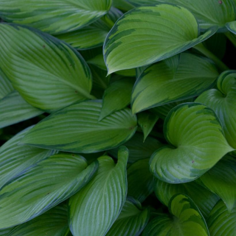 Hosta tardiana June Fever (Foliage)