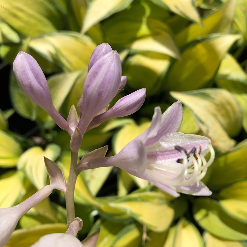 Hosta June (Flowering)