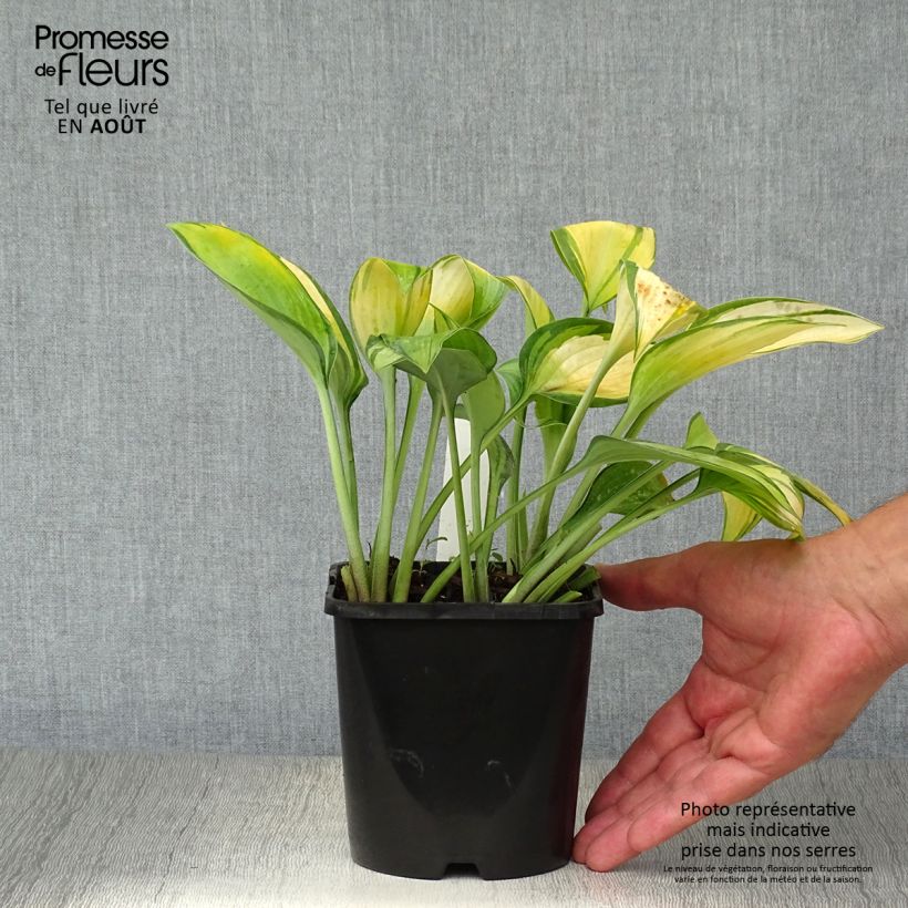 Hosta June 1.5L/2L pot sample as delivered in summer