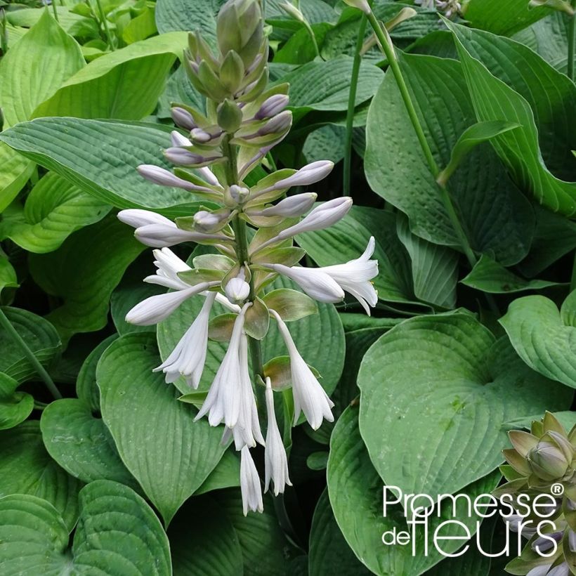 Hosta Jurassic Park (Flowering)