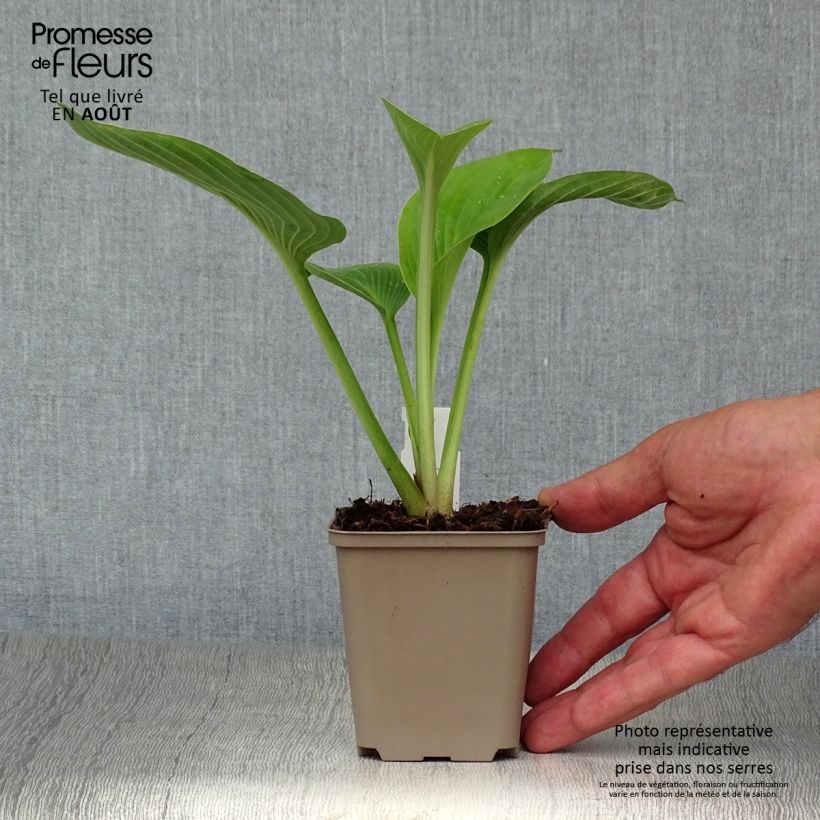 Hosta Jurassic Park 8/9 cm pot sample as delivered in summer