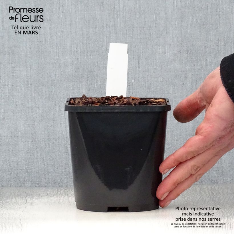 Hosta Jurassic Park 1.5L/2L pot sample as delivered in spring
