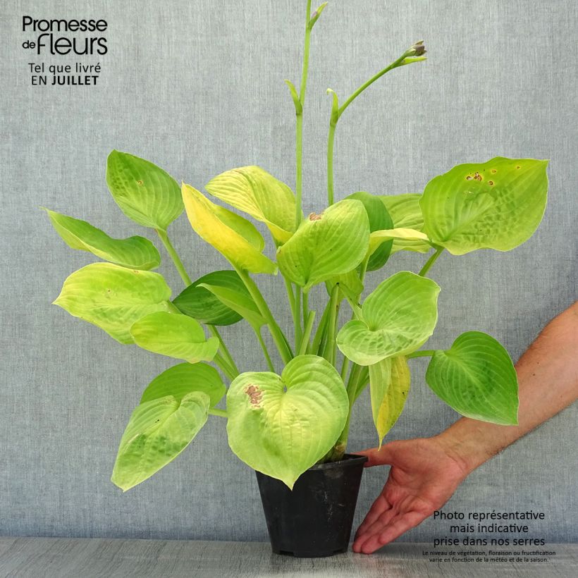 Hosta Ki Ren Jyaku 1.5L/2L pot sample as delivered in summer