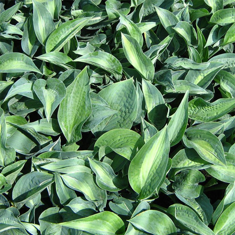 Hosta Kiwi Full Monty (Foliage)