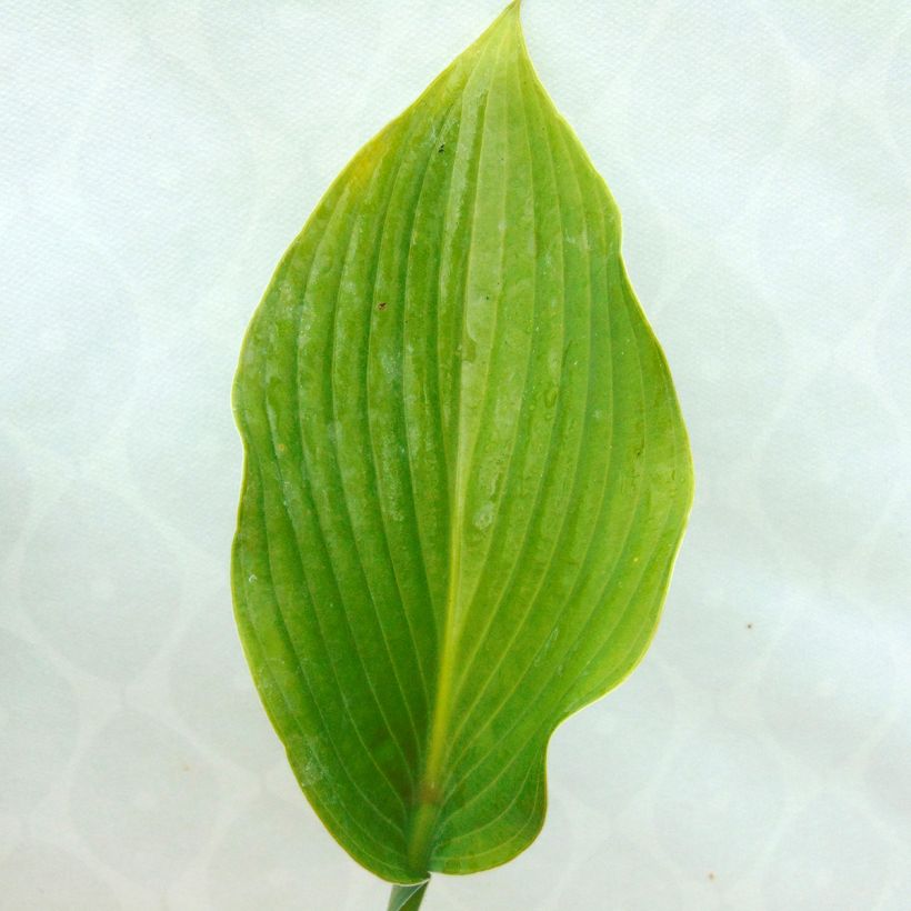 Hosta Krossa Regal (Foliage)