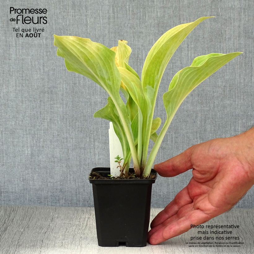 Hosta Krossa Regal 8/9 cm pot sample as delivered in summer