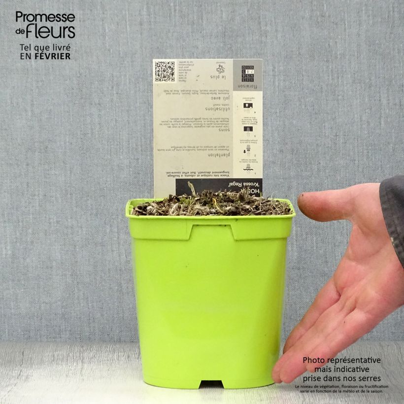 Hosta Krossa Regal 2L/3L pot sample as delivered in winter