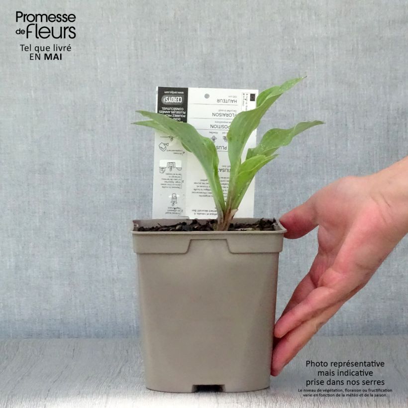 Hosta Krossa Regal 2L/3L pot sample as delivered in spring