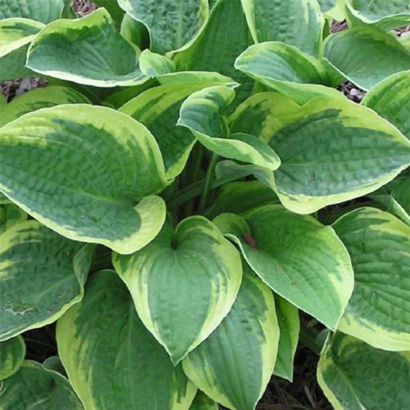 Hosta Mama Mia (Foliage)