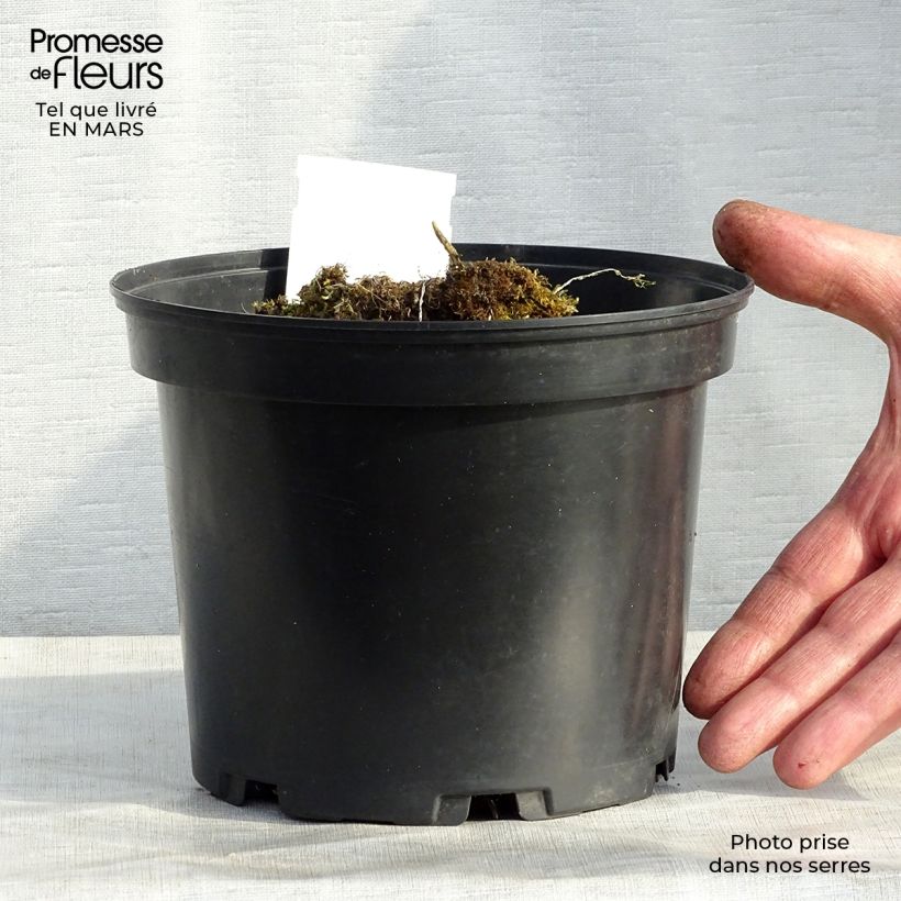Hosta Mama Mia 2L/3L pot sample as delivered in spring