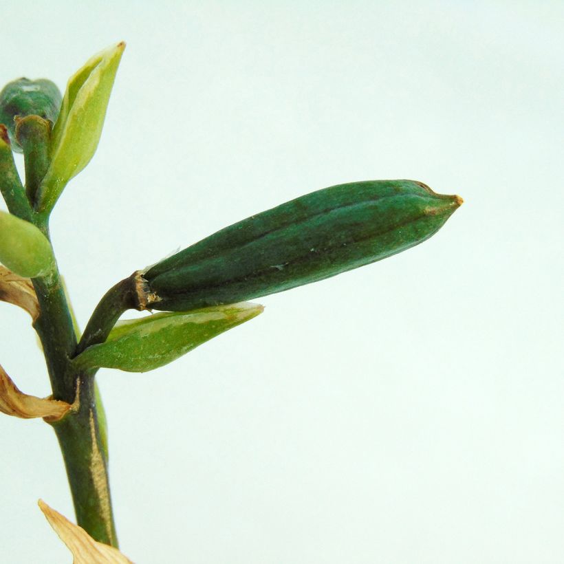 Hosta Minuteman (Harvest)