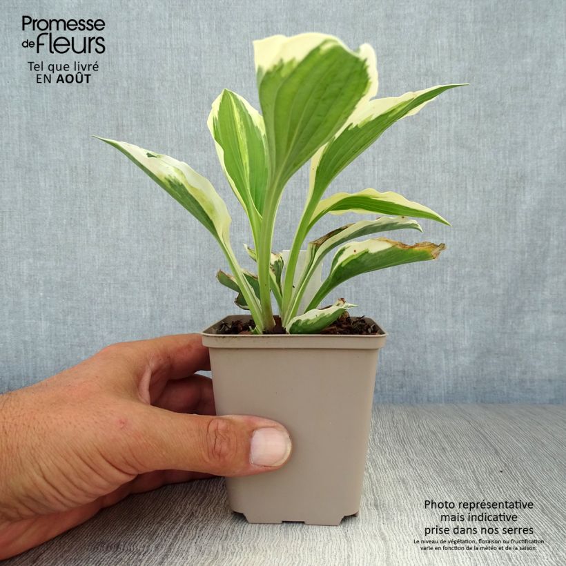 Hosta Minuteman 8/9 cm pot sample as delivered in summer