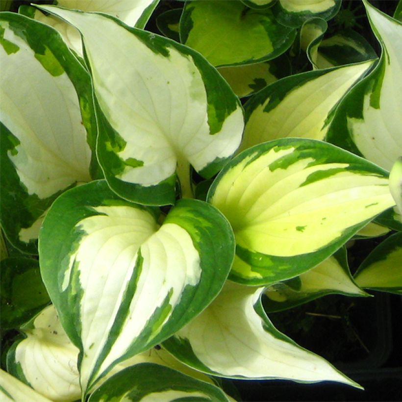 Hosta Morning Light - Plantain Lily (Foliage)