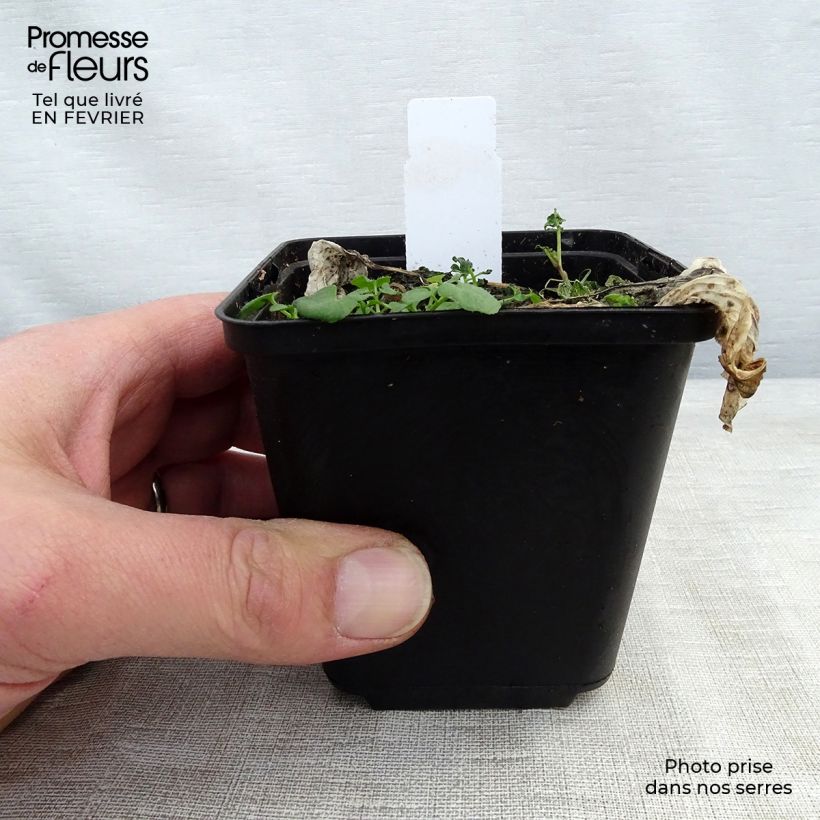 Hosta Morning Light - Plantain Lily 8/9 cm pot sample as delivered in winter