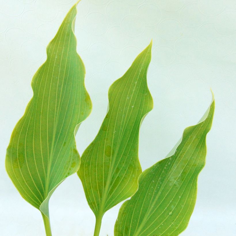 Hosta Neptune (Foliage)