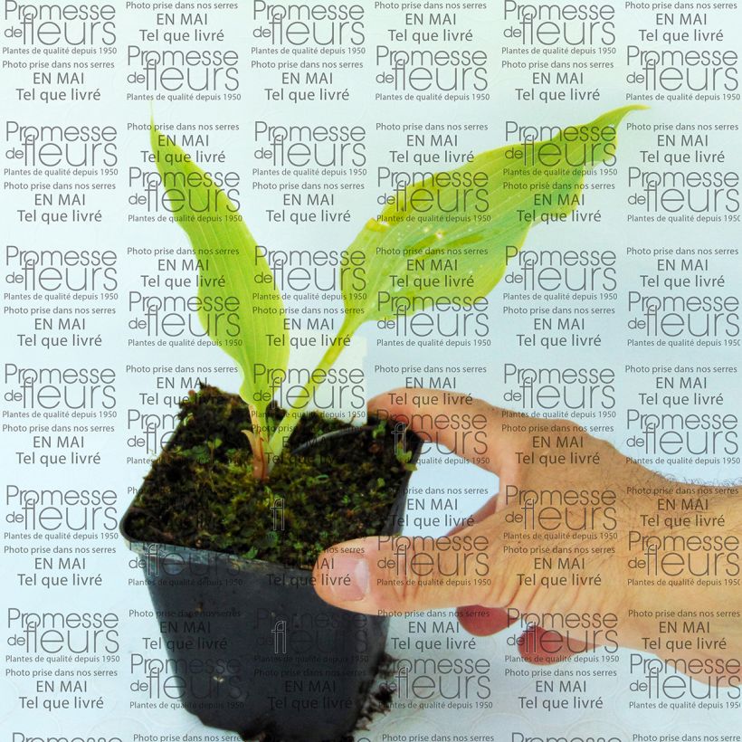 Example of Hosta Neptune 8/9 cm pot specimen as delivered