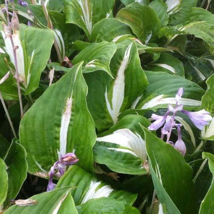 Hosta Night Before Christmas (Foliage)