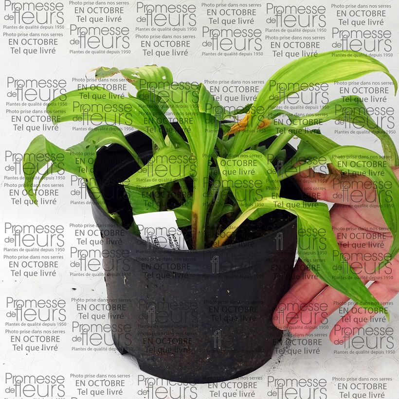 Example of Hosta On Stage 2L/3L pot specimen as delivered