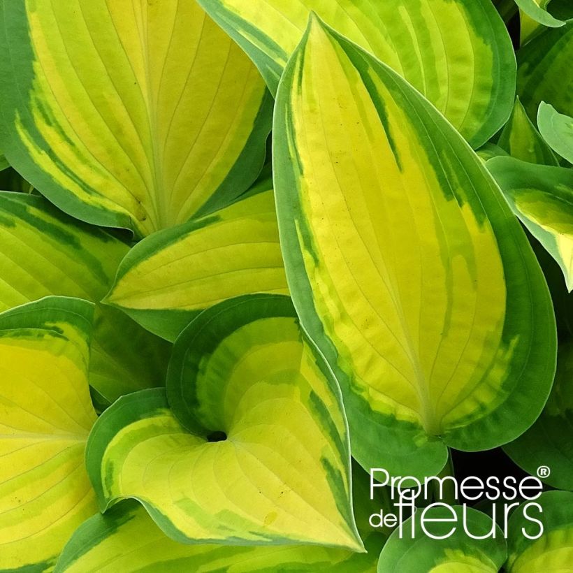 Hosta Orange Marmelade (Foliage)