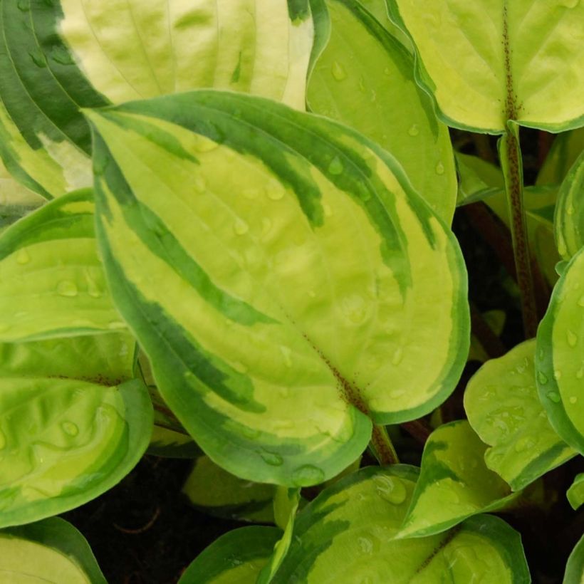 Hosta Paradise Island (Foliage)