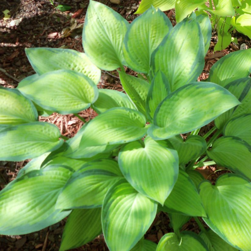 Hosta Pauls Glory (Plant habit)