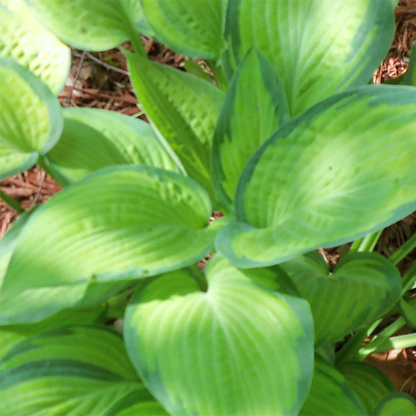 Hosta Pauls Glory (Foliage)