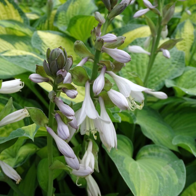 Hosta Pauls Glory (Flowering)