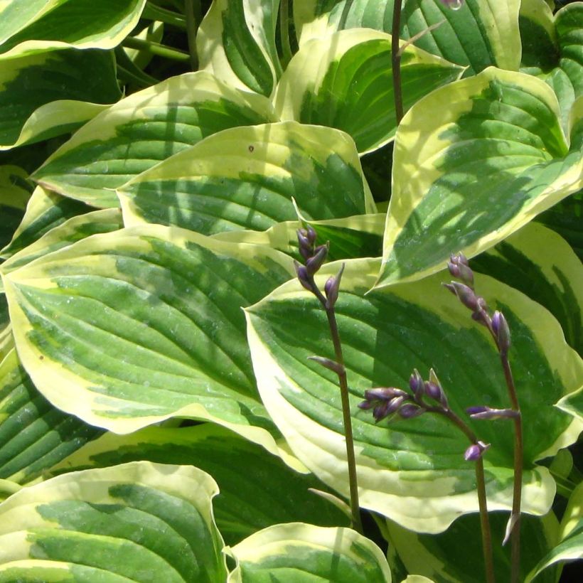 Hosta Pilgrim (Foliage)