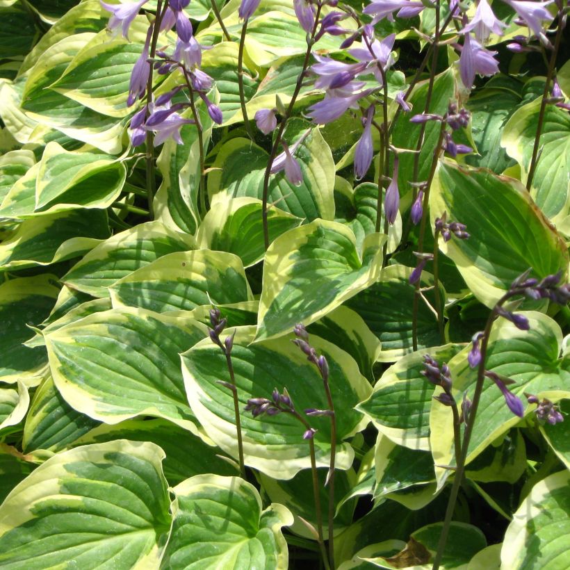 Hosta Pilgrim (Flowering)