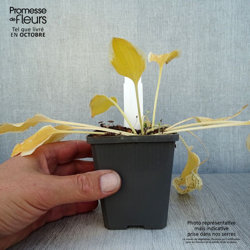 Hosta Pilgrim 8/9 cm pot sample as delivered in autumn