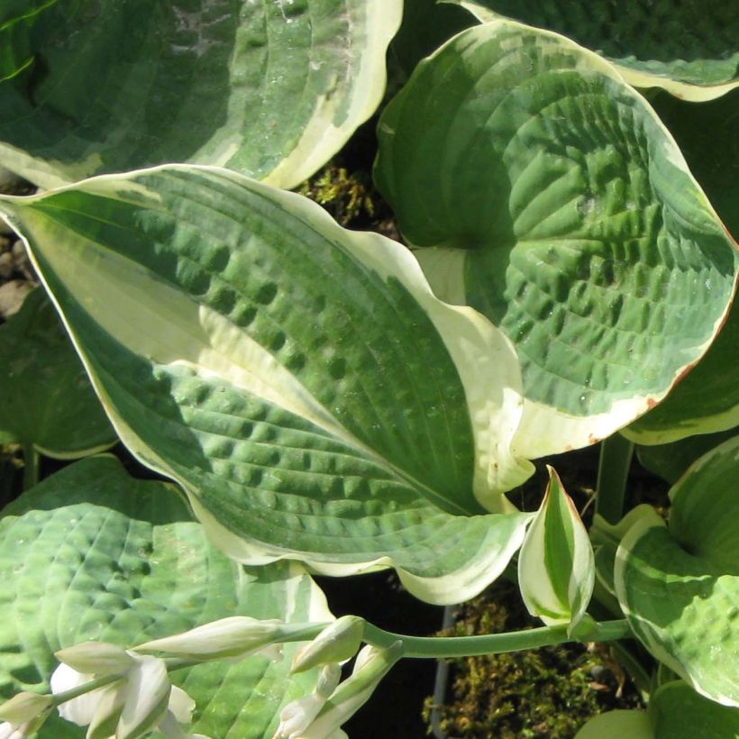 Hosta Pizzazz (Foliage)