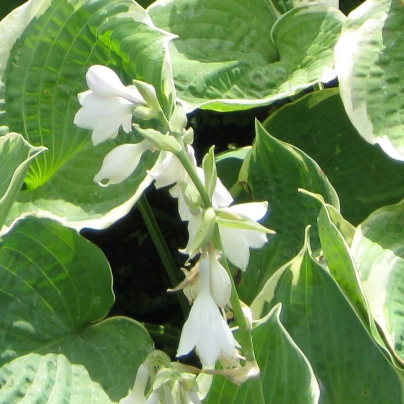 Hosta Pizzazz (Flowering)