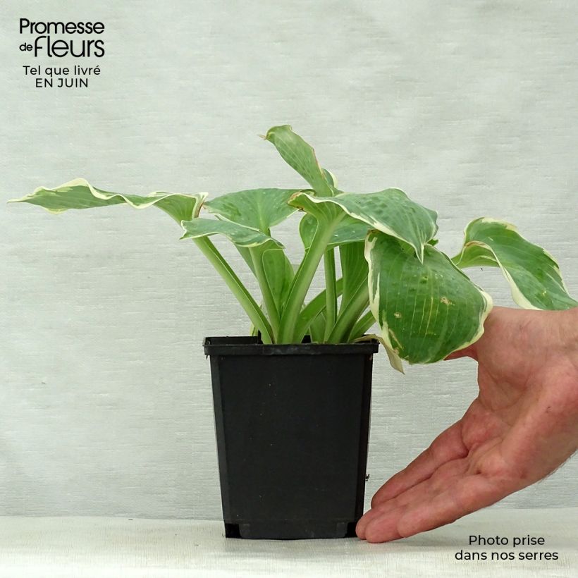 Hosta Pizzazz 8/9 cm pot sample as delivered in summer