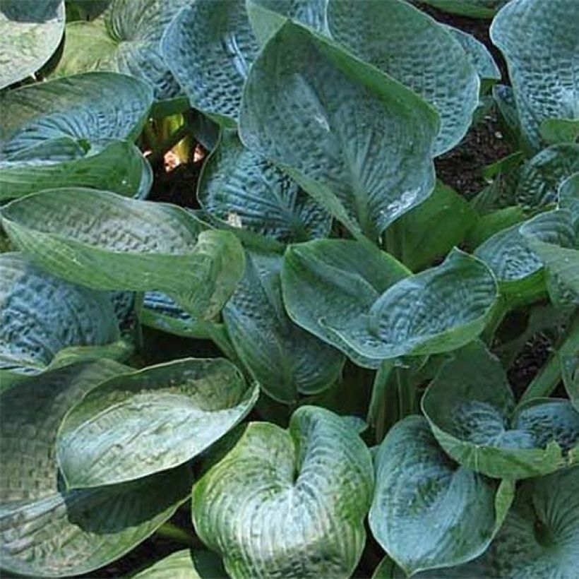 Hosta Prairie Sky (Foliage)