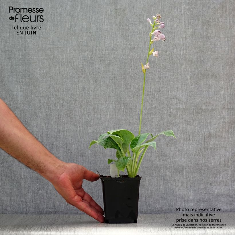Hosta Prairie Sky 8/9 cm pot sample as delivered in summer