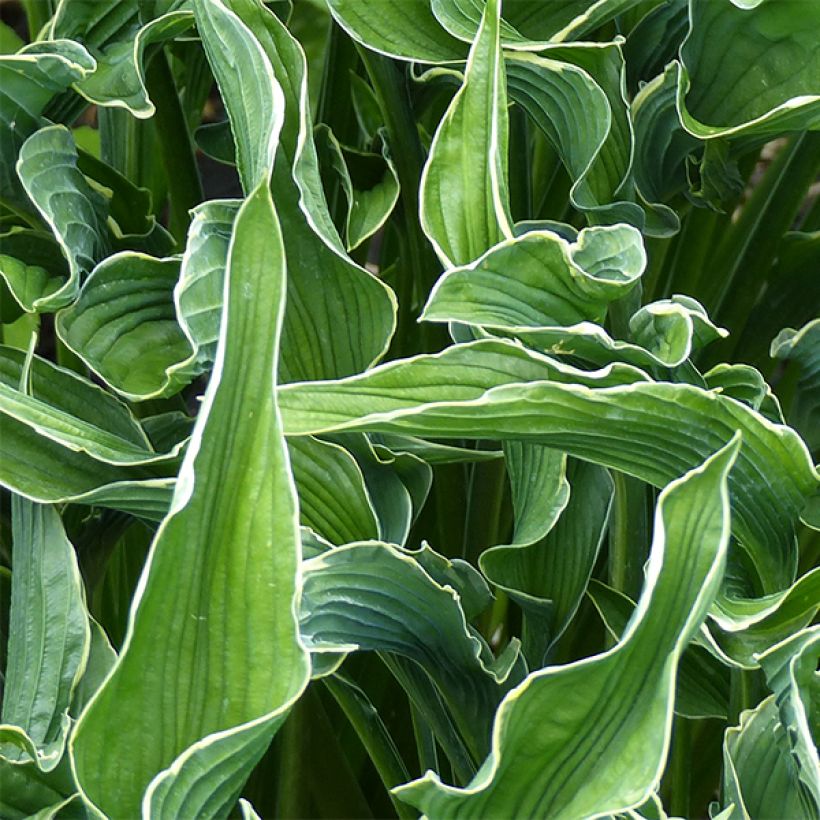 Hosta Praying Hands (Foliage)