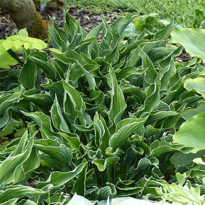 Hosta Praying Hands (Plant habit)