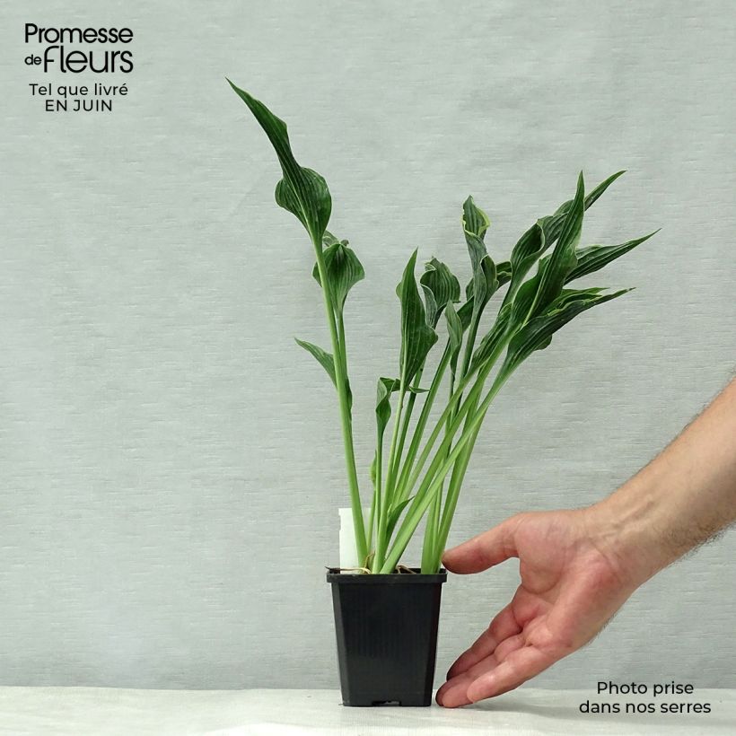 Hosta Praying Hands 8/9 cm pot sample as delivered in summer