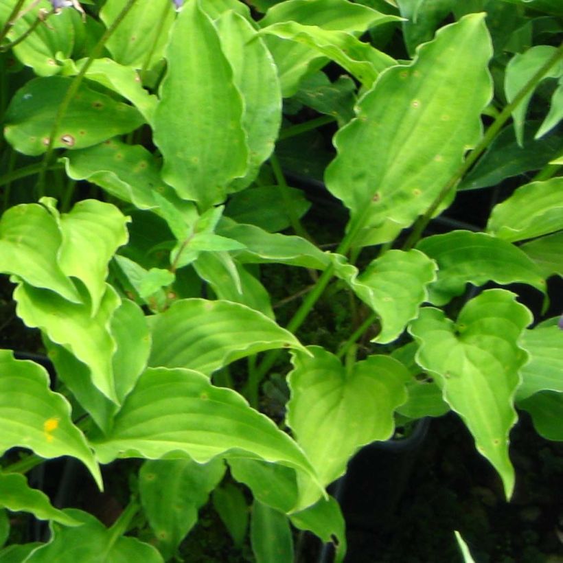 Hosta Purple Dwarf (Foliage)