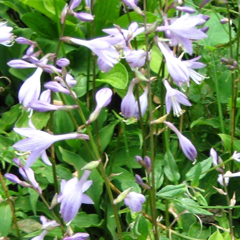 Hosta Purple Dwarf (Flowering)